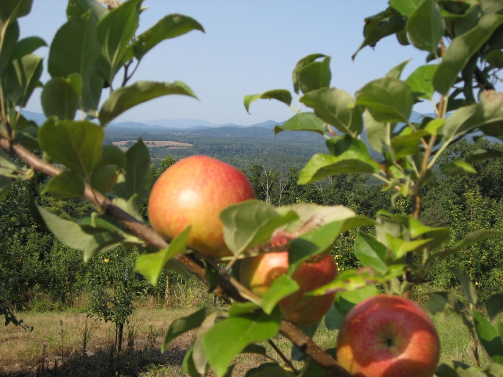 Seamans' Orchard apple tree mountains