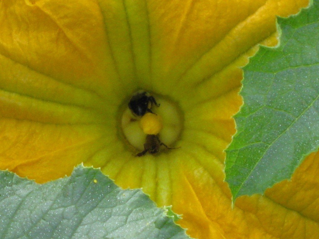 Pumpkin bloom and bee