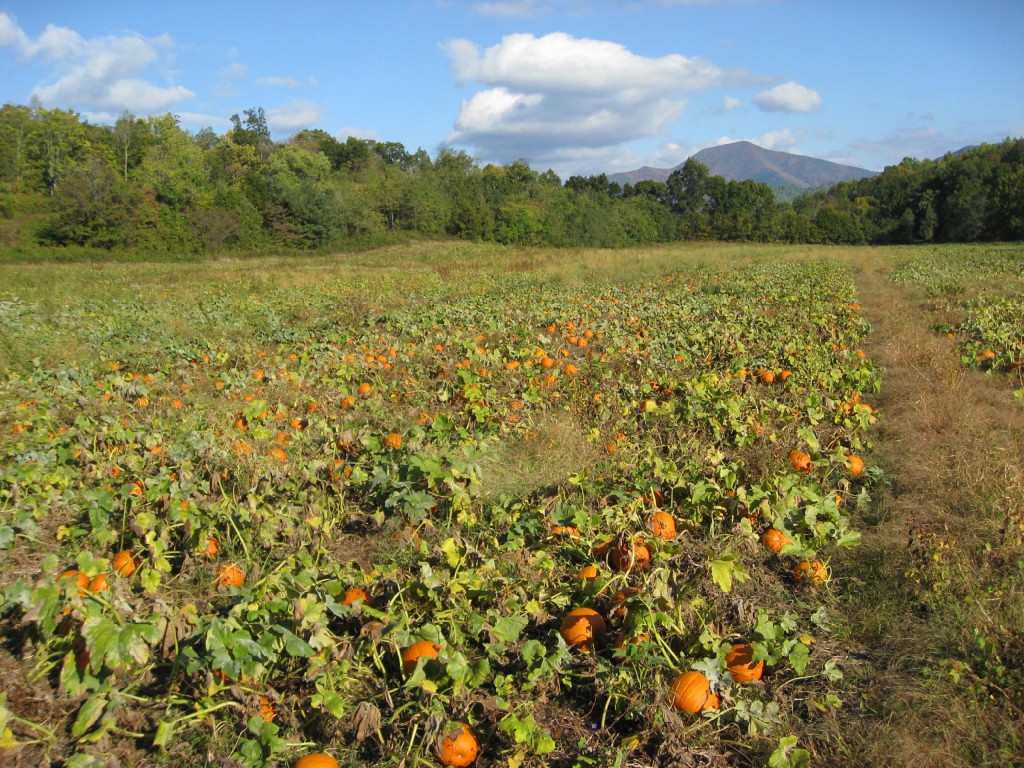 Pumpkins and mountains