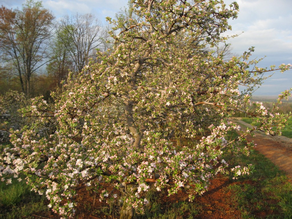 Apple tree in bloom