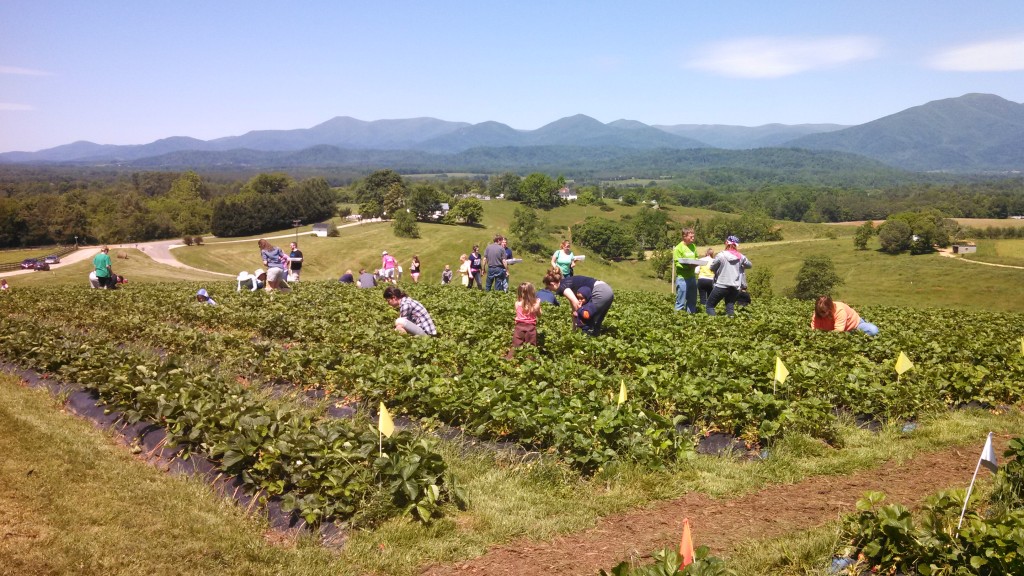 strawberry patch full of people